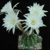 Echinopsis_subdenudata